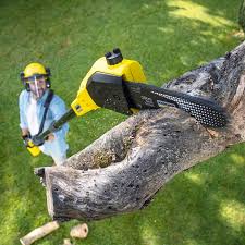 Trusted Hauula, HI Tree Care Services Experts